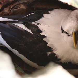 White-tailed Tropicbird in nest in hollow tree