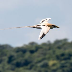 White-tailed Tropicbird