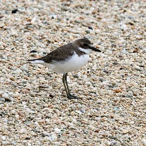 Greater Sand Plover