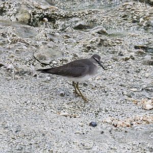 Grey-tailed Tattler