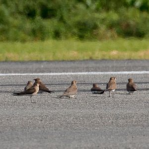 Oriental Pratincoles