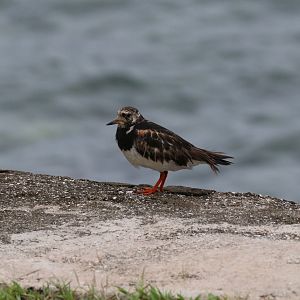 Ruddy Turnstone