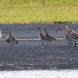 Pacific Golden Plovers, Bar-tailed Godwits, a Ruddy Turnstone and a Little Curlew