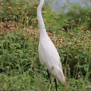 Great Egret