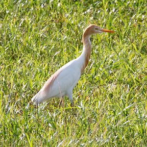 Cattle Egret
