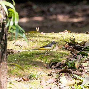 Grey Wagtail