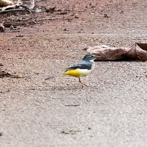 Grey Wagtail