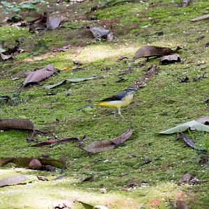 Grey Wagtail