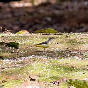 Grey Wagtail