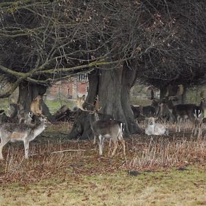 Fallow Deer Bucks.