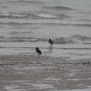 Oystercatchers