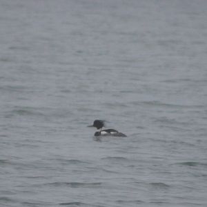 Red-breasted merganser