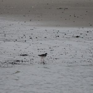 Common redshank