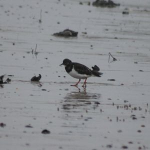 Ruddy turnstone