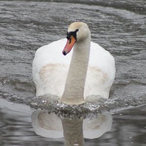 Mute swan