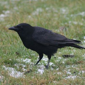 Carrion crow