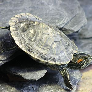 Red-eared slider