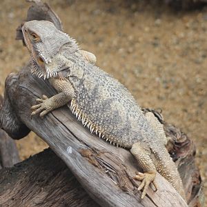 Bearded dragon