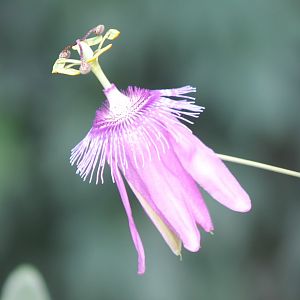 Passiflora-flower