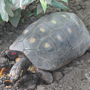 Red-footed tortoise