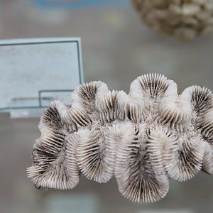 Piece of coral