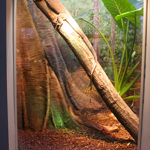 Jan. 2017 - Reptile House - Lace Monitor Exhibit (Newly Displayed Species)