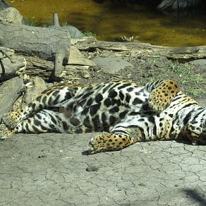 jaguar buin zoo