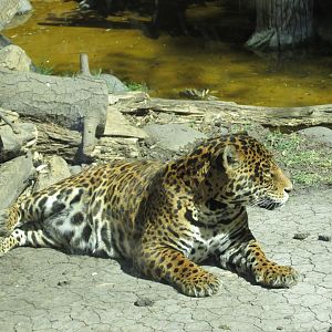 jaguar buin zoo