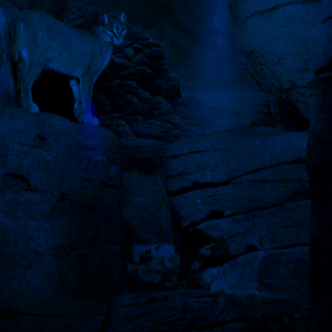 Jan. 2017 - Night Hunters