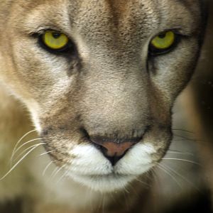 Jan. 2017 - Cat Canyon - Joseph