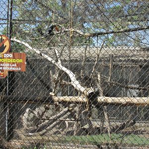 capuchin exhibit buin zoo