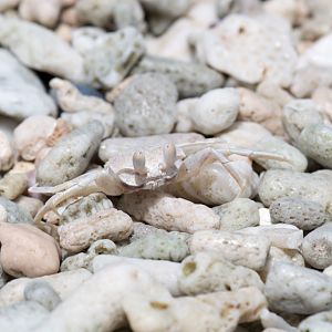 Ghost Crab