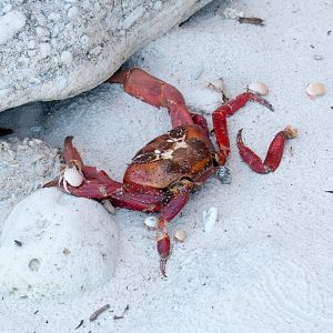 Dead Red Crab being eaten by hermit crabs