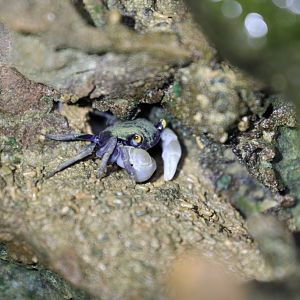 Yellow-eyed Crab