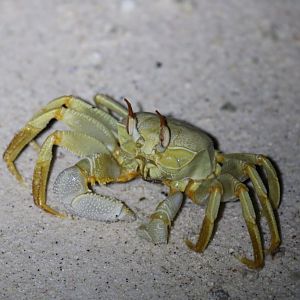 Horned Ghost Crab