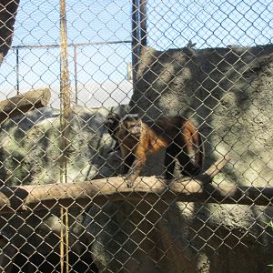 black capped capuchin monkey buin zoo