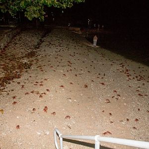 Christmas Island Red Crab spawning