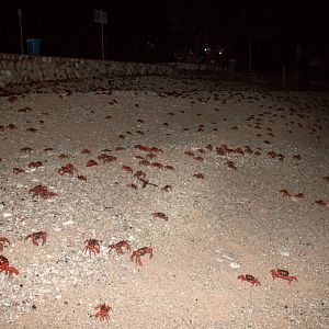 Christmas Island Red Crab spawning