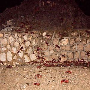 Christmas Island Red Crab spawning