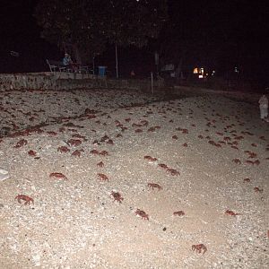 Christmas Island Red Crab spawning