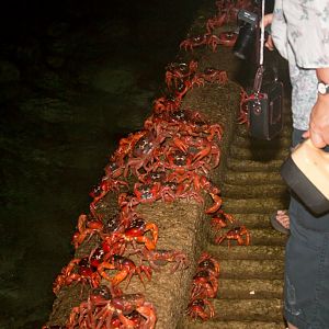 Christmas Island Red Crab spawning