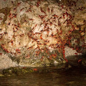 Christmas Island Red Crab spawning