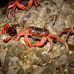 Christmas Island Red Crab female with eggs