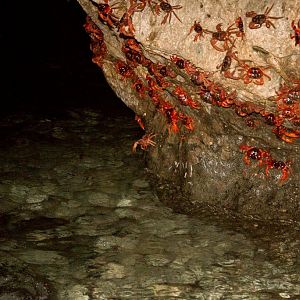 Christmas Island Red Crab spawning