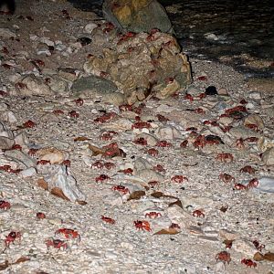 Christmas Island Red Crab spawning