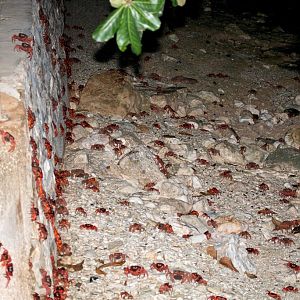 Christmas Island Red Crab spawning