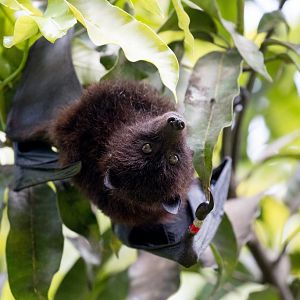 Christmas Island Fruit Bat in a mango tree