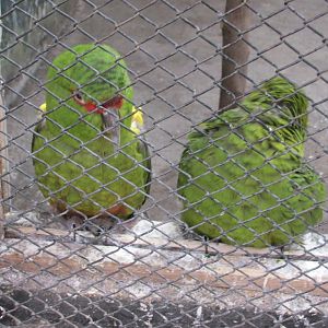 slender billed parakeet buin zoo
