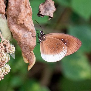 Climena Crow Butterfly
