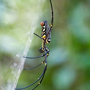 Nephila sp.